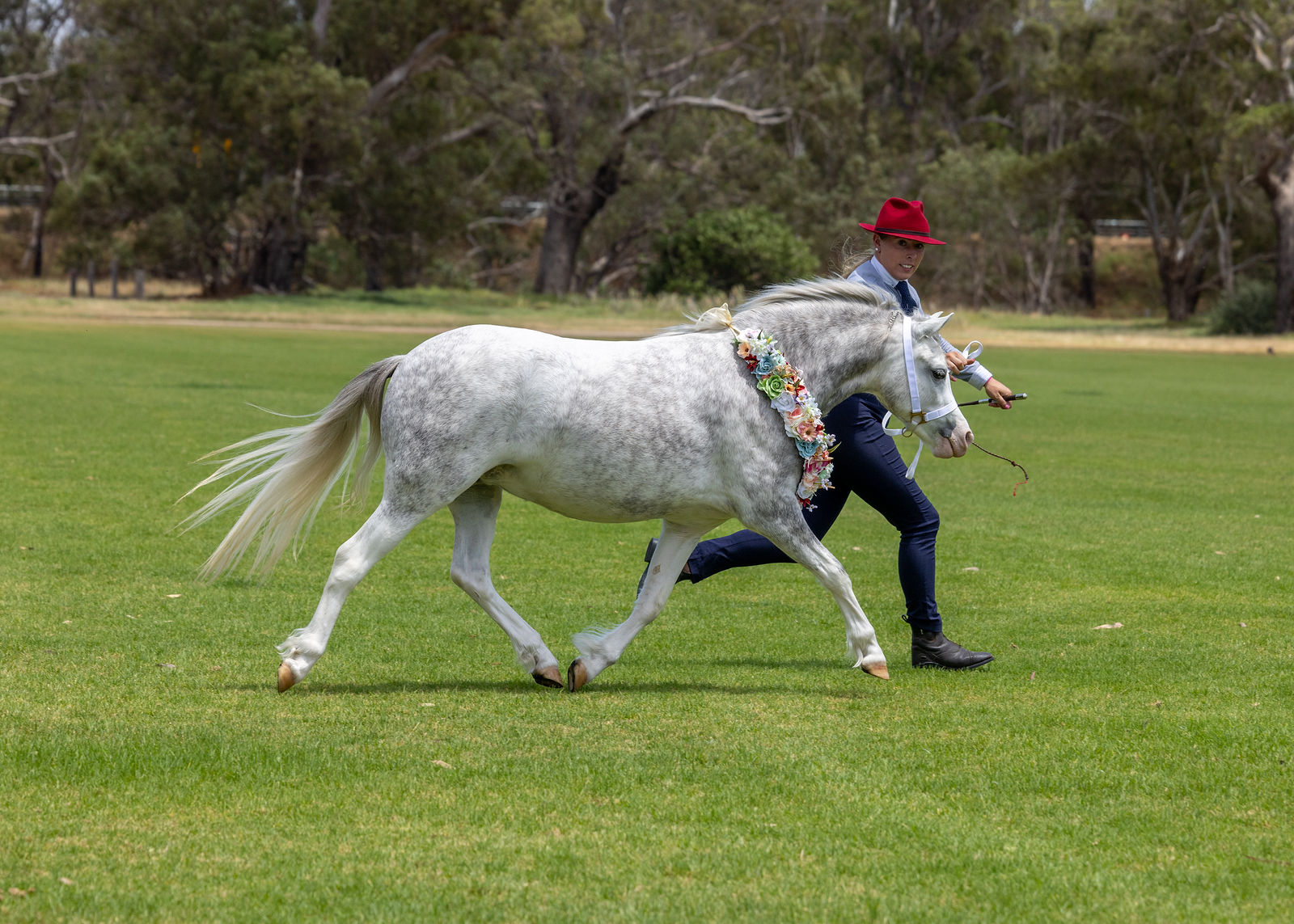 Dilutes Aus - WA Branch State Show & Spring Fling All Breeds Show by ...