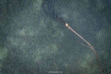 20240930-National-Day-for-Truth-and-Reconciliation-Penelakut-Tribe-Photographer-Christopher-Roy-0003-A7401806.jpg