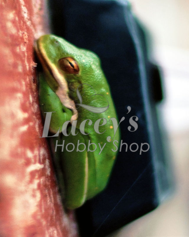 GENERAL PHOTOGRAPHY DISCUSSION visual data 8