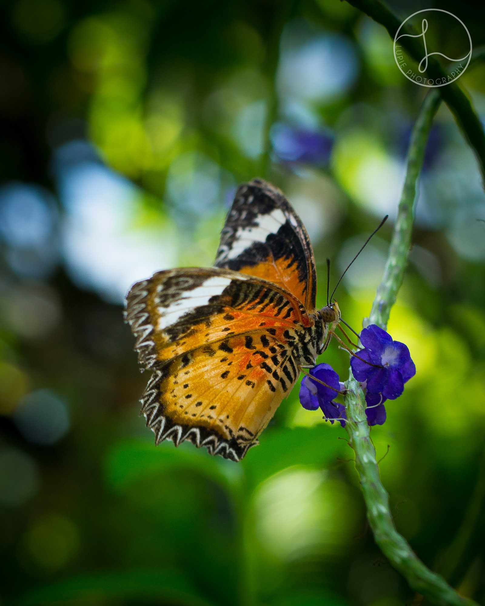 Butterfly Kisses by Lupie Photography