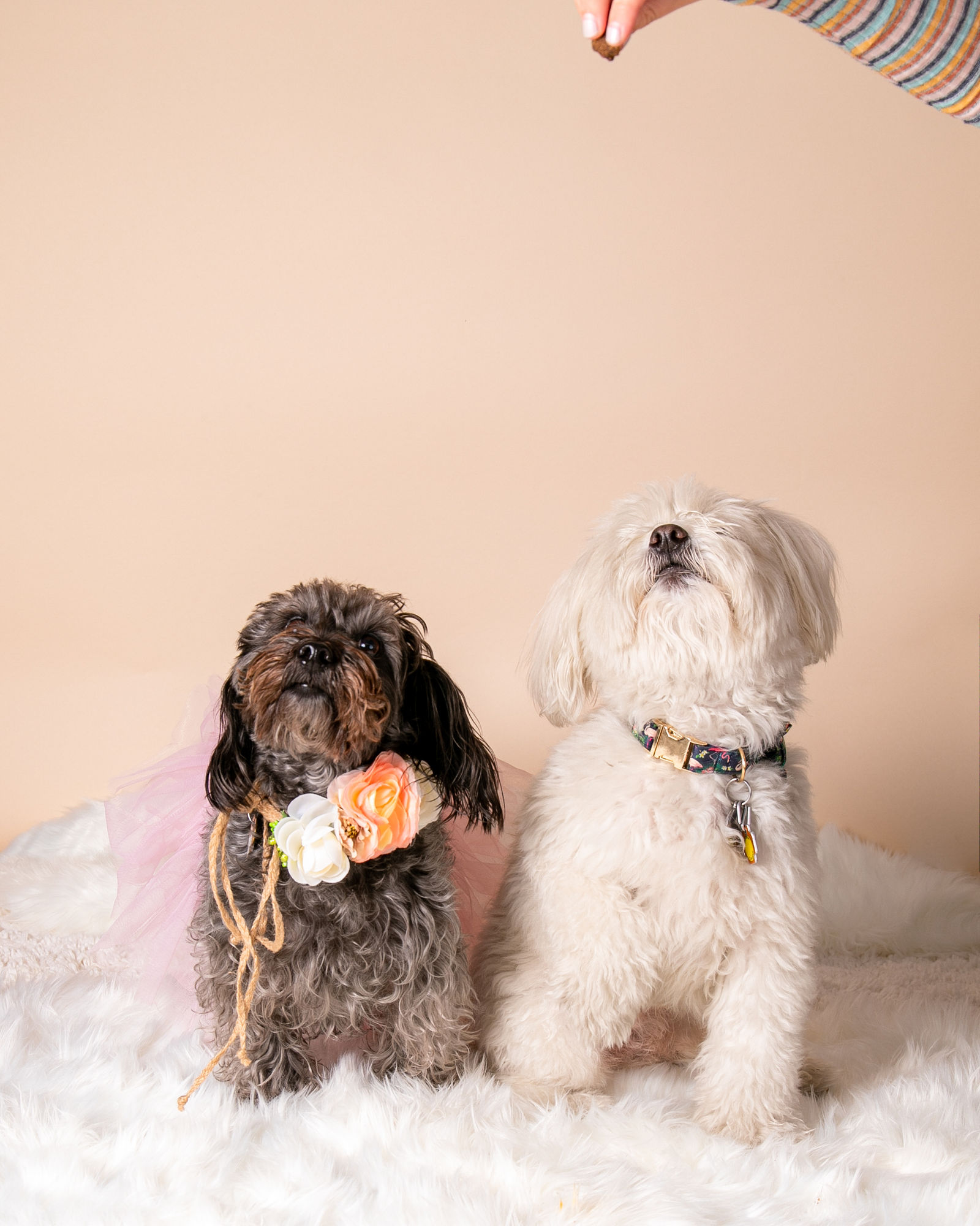 Pet Ports CHESTER & CHLOE by Lana Neiman Photography