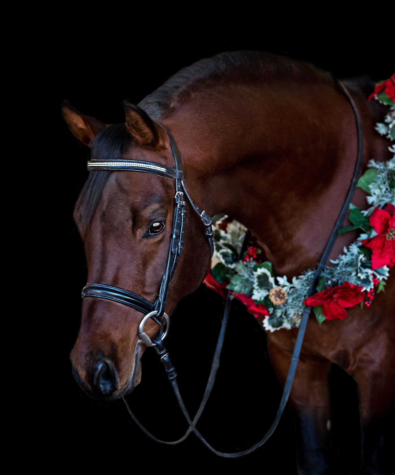 Platinum Performance Horses by Jessica Lian Photography
