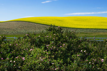 Palouse1.jpg