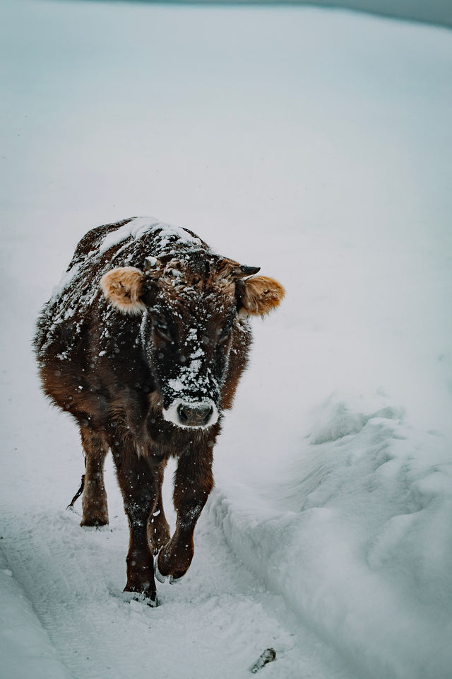 Paard in de sneeuw in een Kirgizisch bergdorp