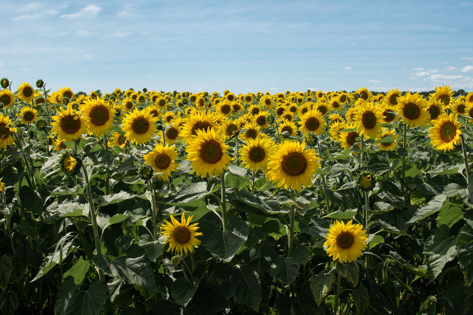Sunflower Dreams by Amy Mackedanz Photography