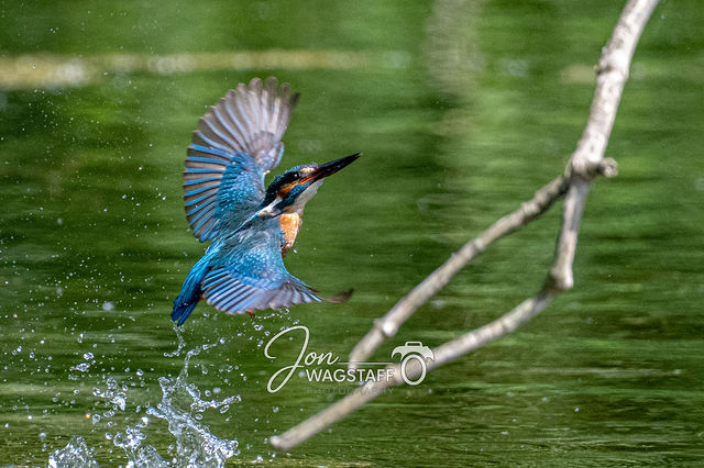 Kingfishers: Rye Meads Nature Reserve — gallery by Jon Wagstaff
