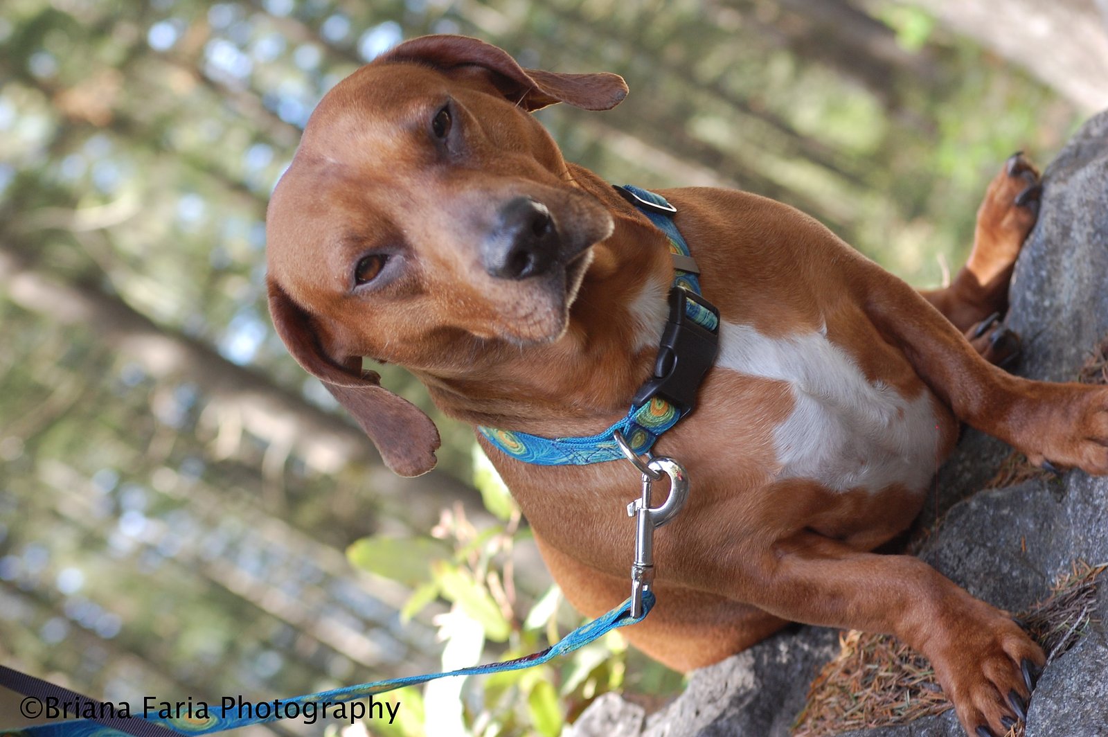 Dutch Dog Designs product Photography By Briana Faria Photography