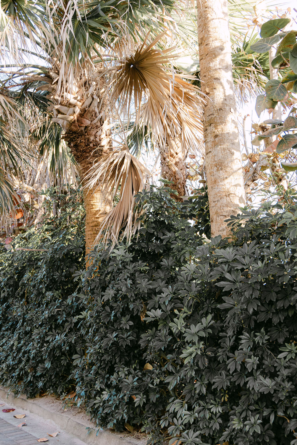 Surprise proposal & engagement photography in Orlando