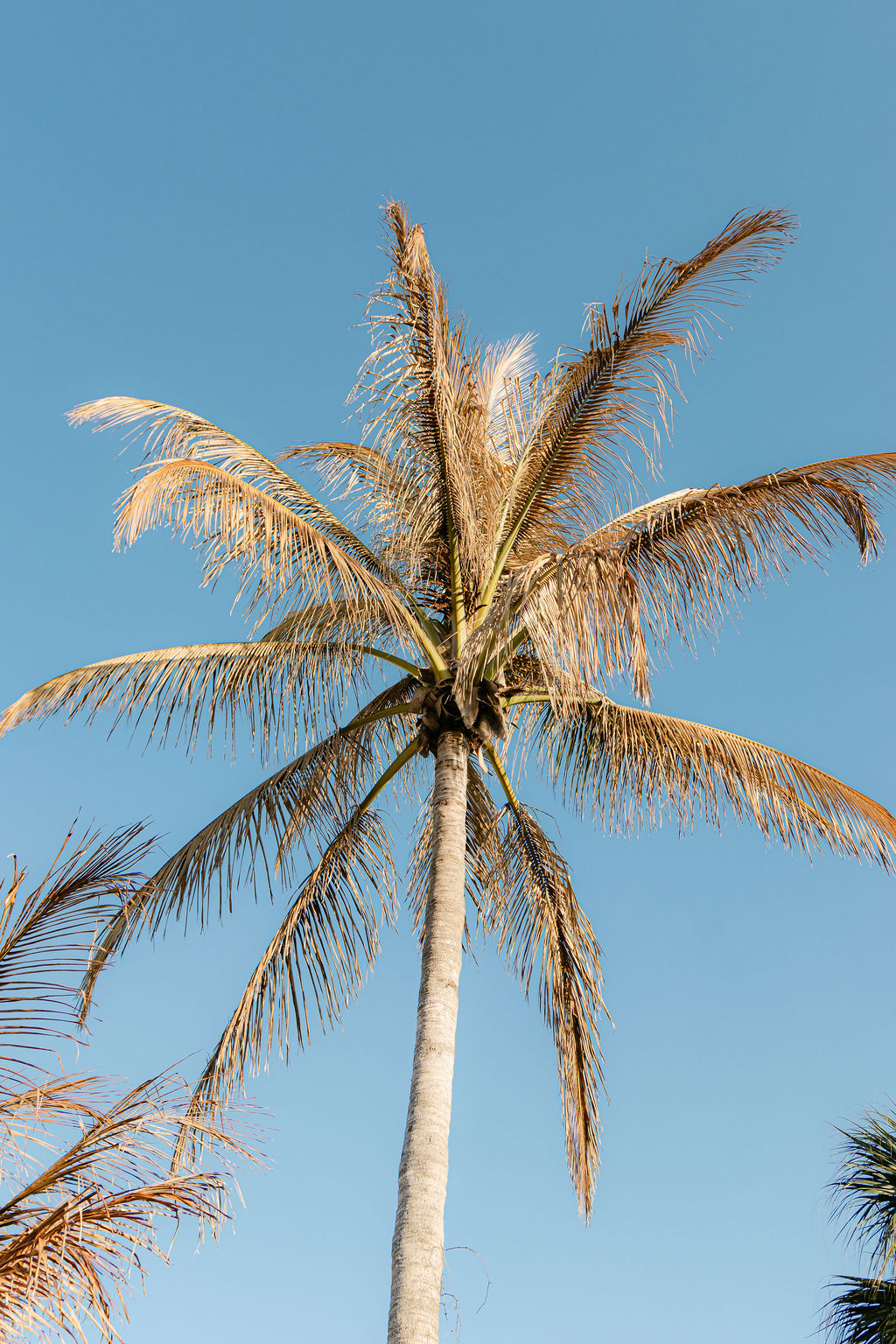 Surprise proposal & engagement photography in Orlando