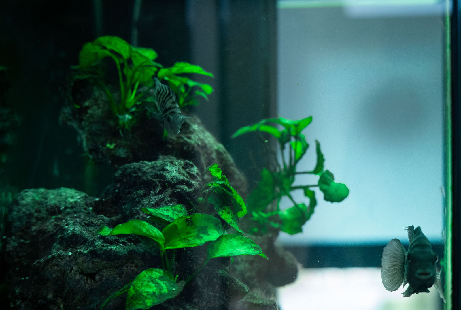 Freshwater vs. Marine Aquariums: Which Is Right for You?