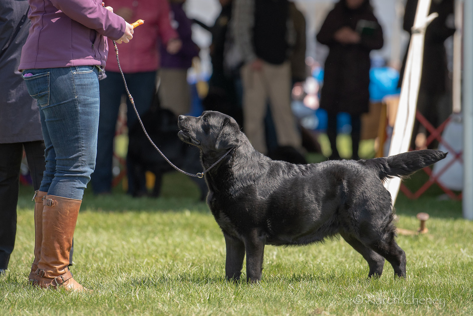The Labrador Retriever Club of the Potomac 2018 by Edgemere Labradors