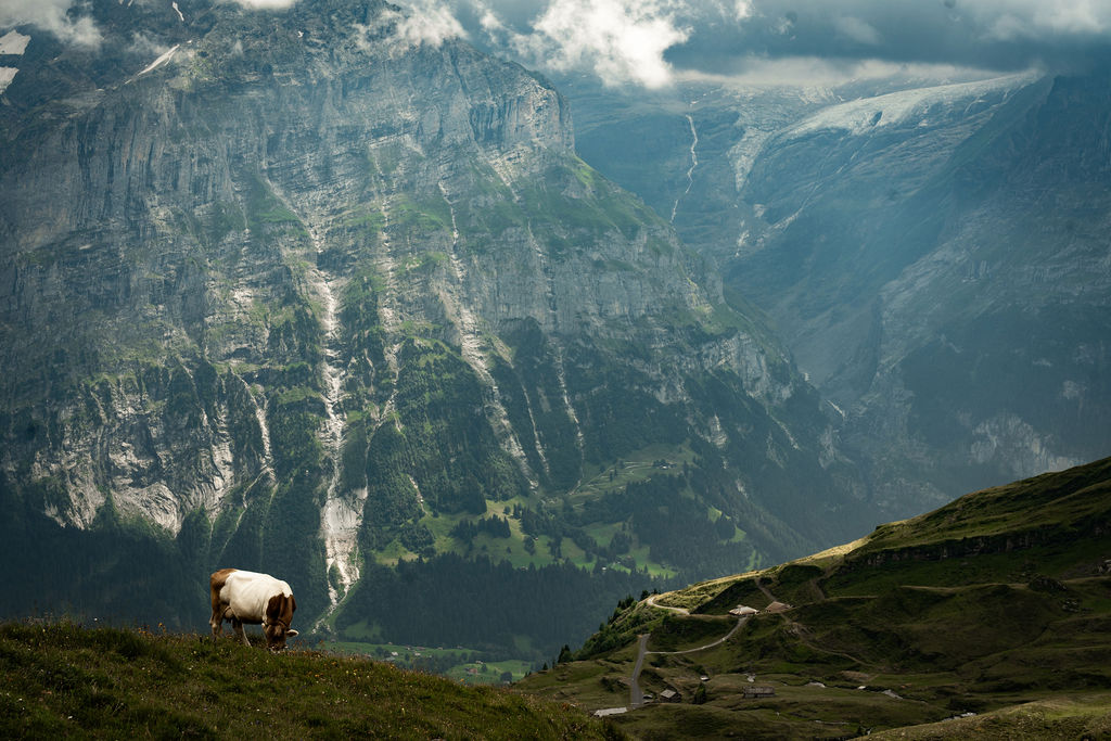 A cow grazing below sheer limestone cliffs, Grindelwald