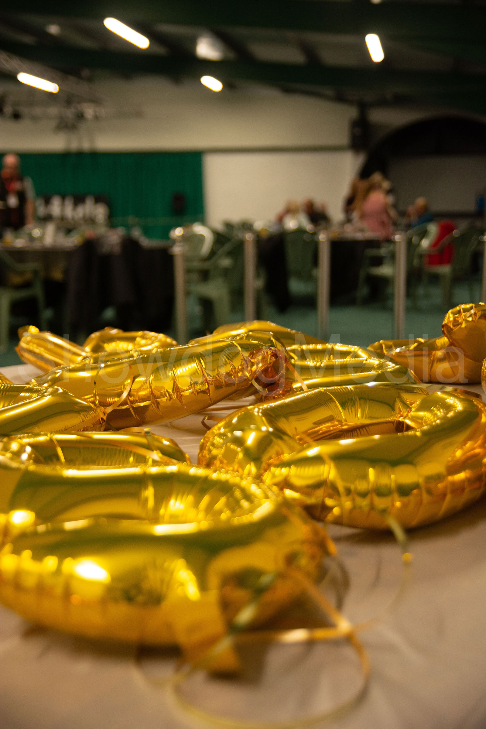 Bernese Mountain Dog Club Of Great Britain Golden Jubilee Event 2022 by