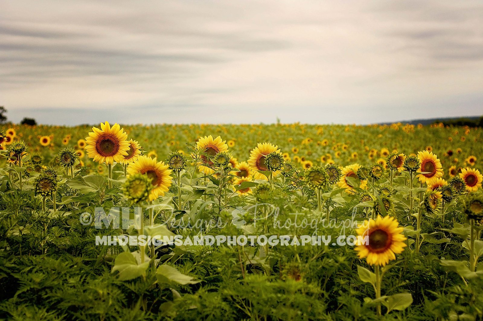 Elverson, PA Sunflower Field by MH Designs and Photography