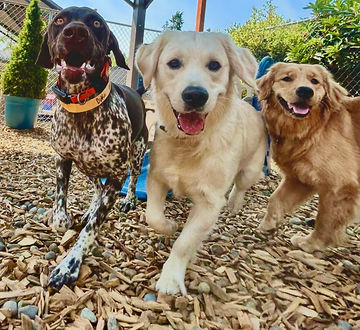 Dogs enjoying a spring stay at All Barks Hotel near Seattle