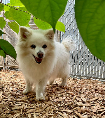 Spring playgroup at All Barks Hotel Seattle