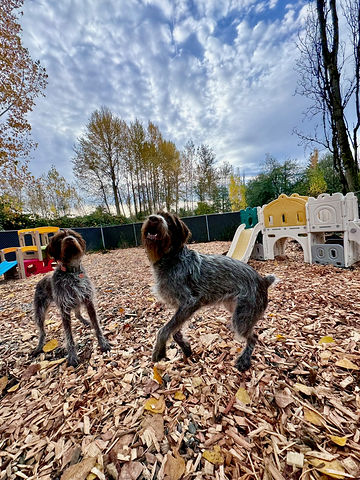 Dogs playing together at All Barks Hotel