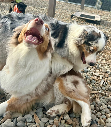 Happy dogs at All Barks Hotel Seattle