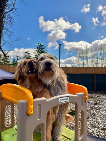 Dogs enjoying spring play at All Barks Hotel