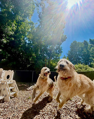 Happy dogs in the yard at All Barks Hotel