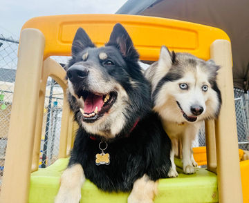 Dogs socializing at All Barks Hotel