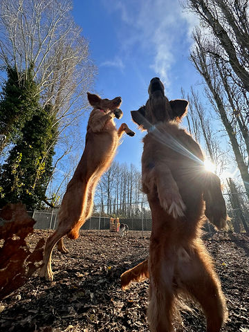 Dogs connecting and making friends at All Barks Hotel
