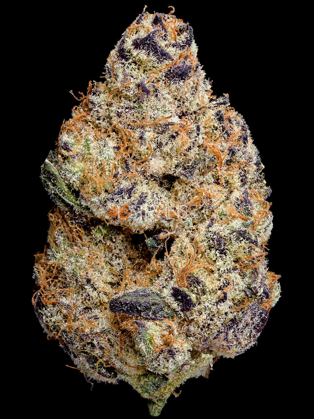Cactus Breath (06/20) by CannaPrints.ca