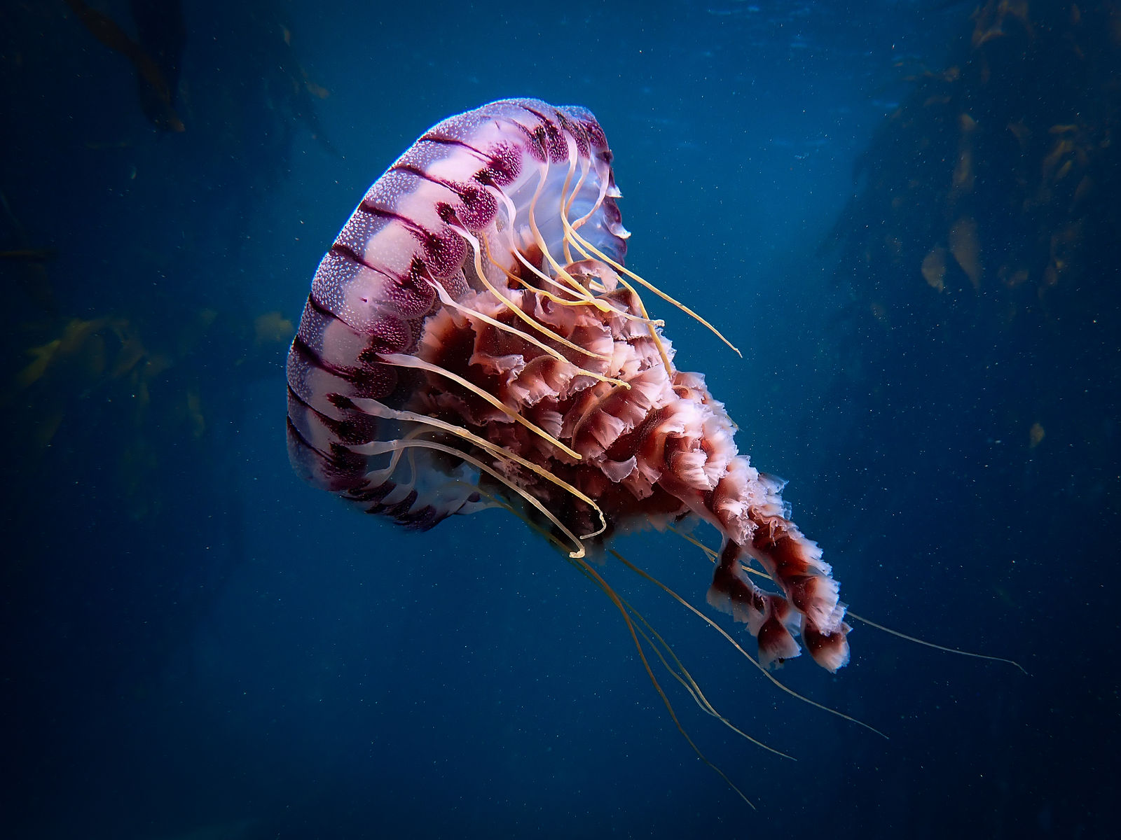 Compass Jellyfish by Gunnar Oberhosel Photography