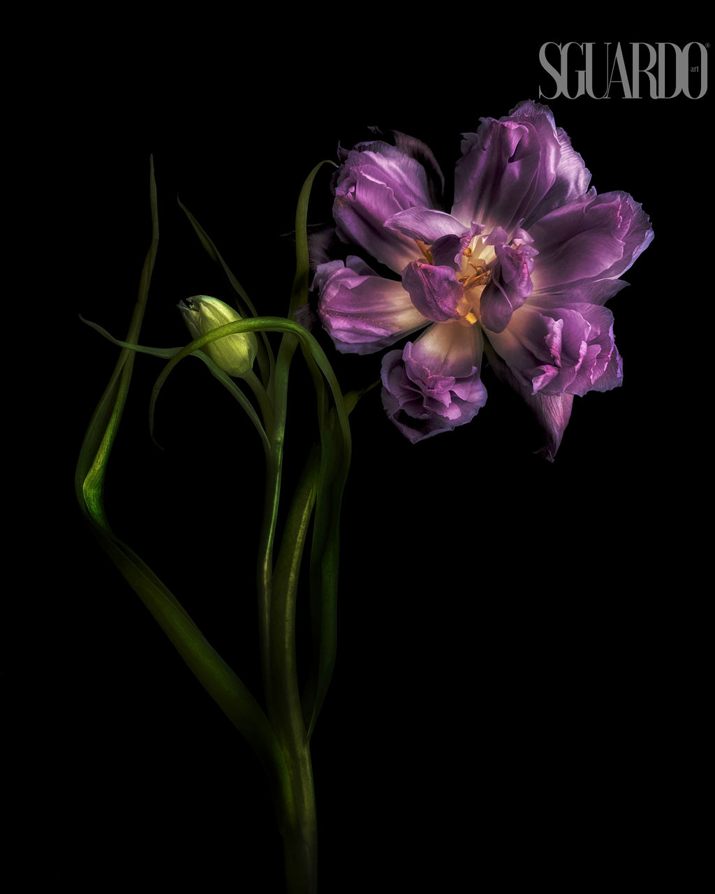 Violet 