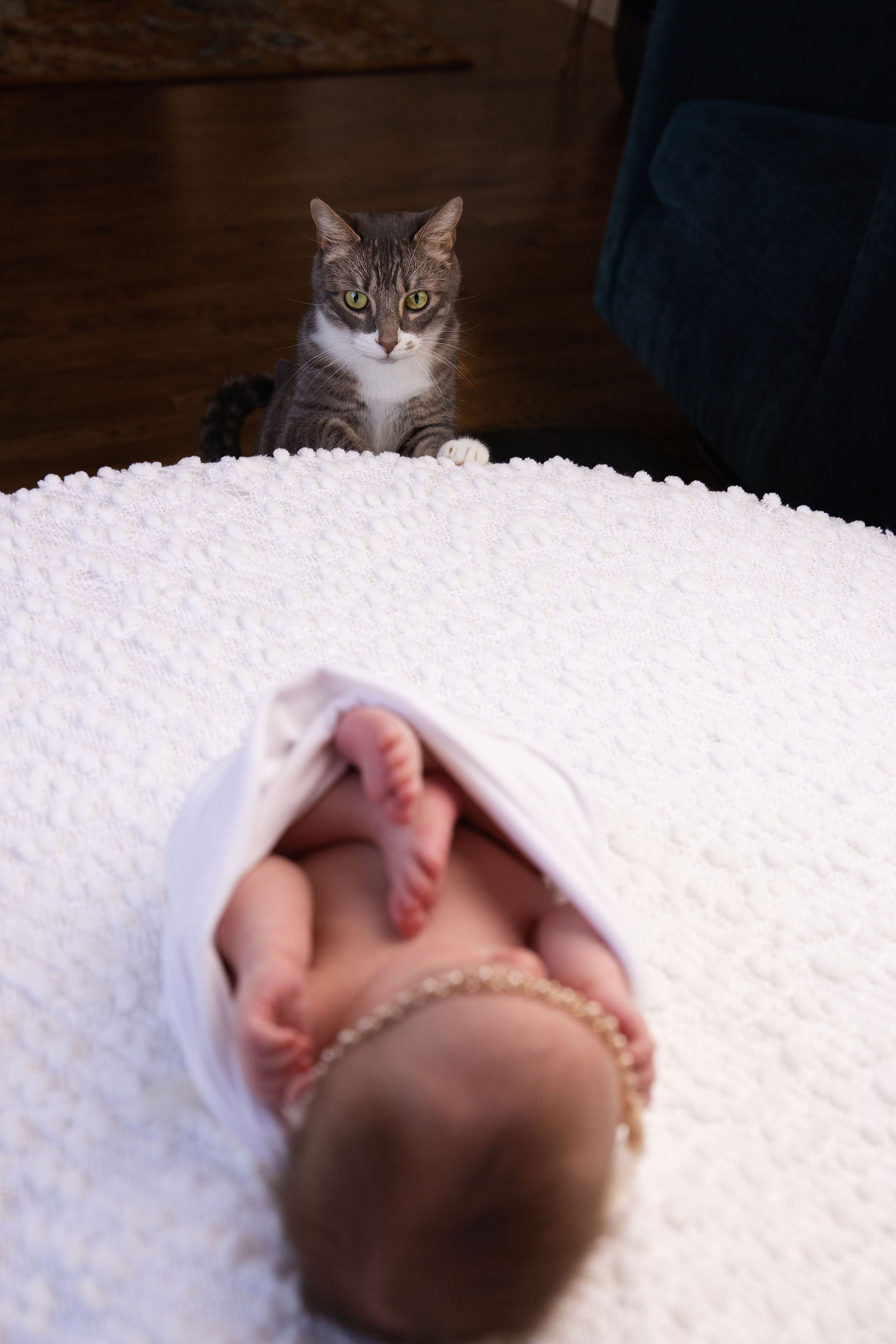 Newborn baby with family cat during Salt Lake City in-home newborn session