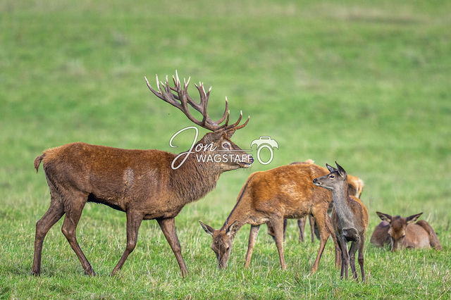 Red Deer: Ashton Court Estate: Bristol — gallery by Jon Wagstaff