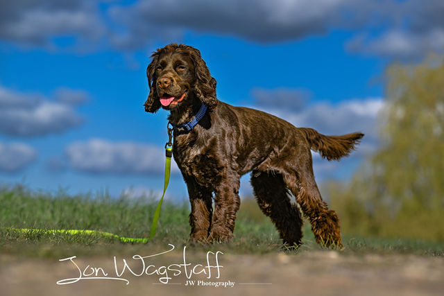 Scooby: Working Cocker: Thaxted — gallery by Jon Wagstaff