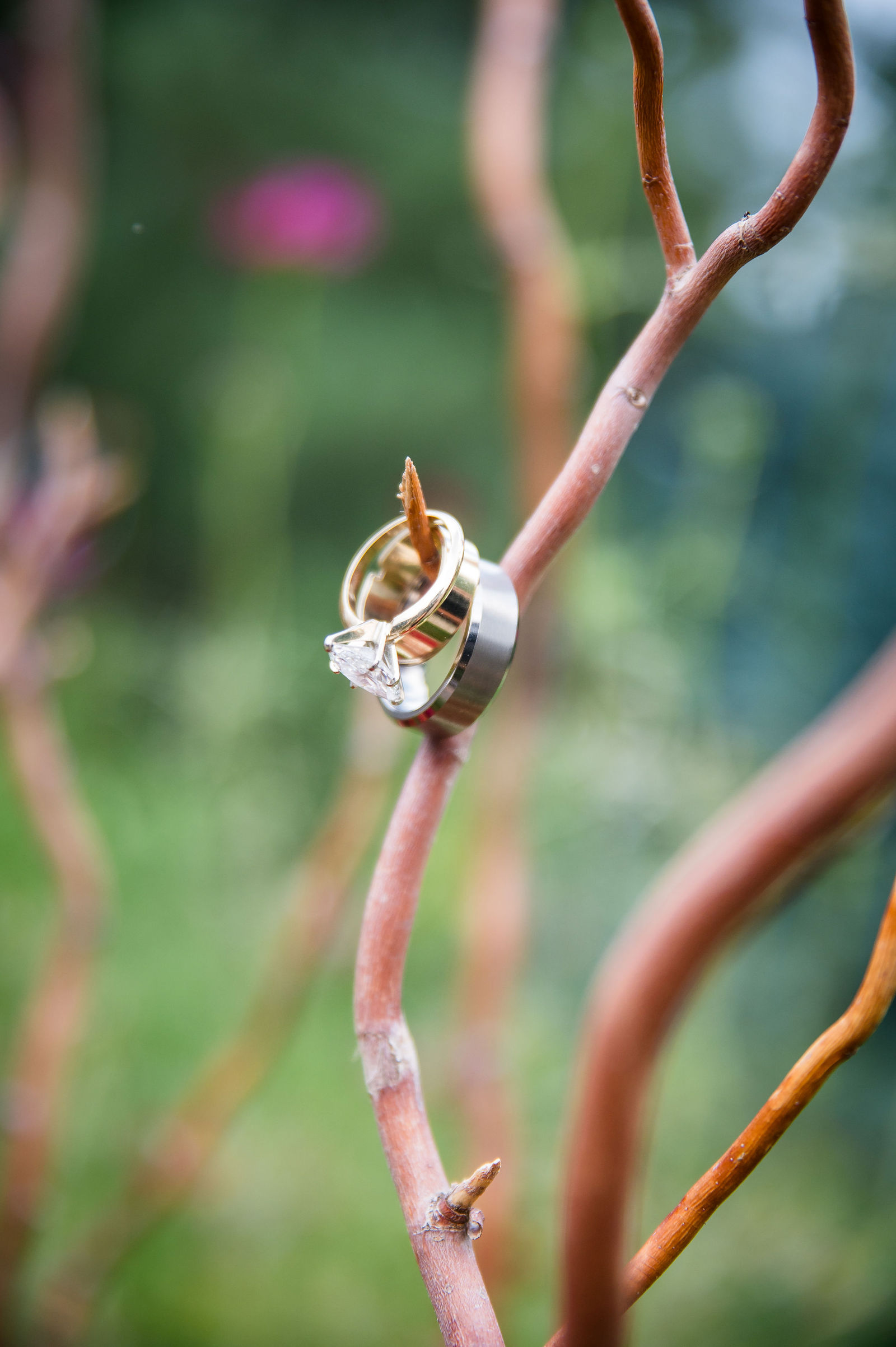 Wedding rings resting on a branch in the garden