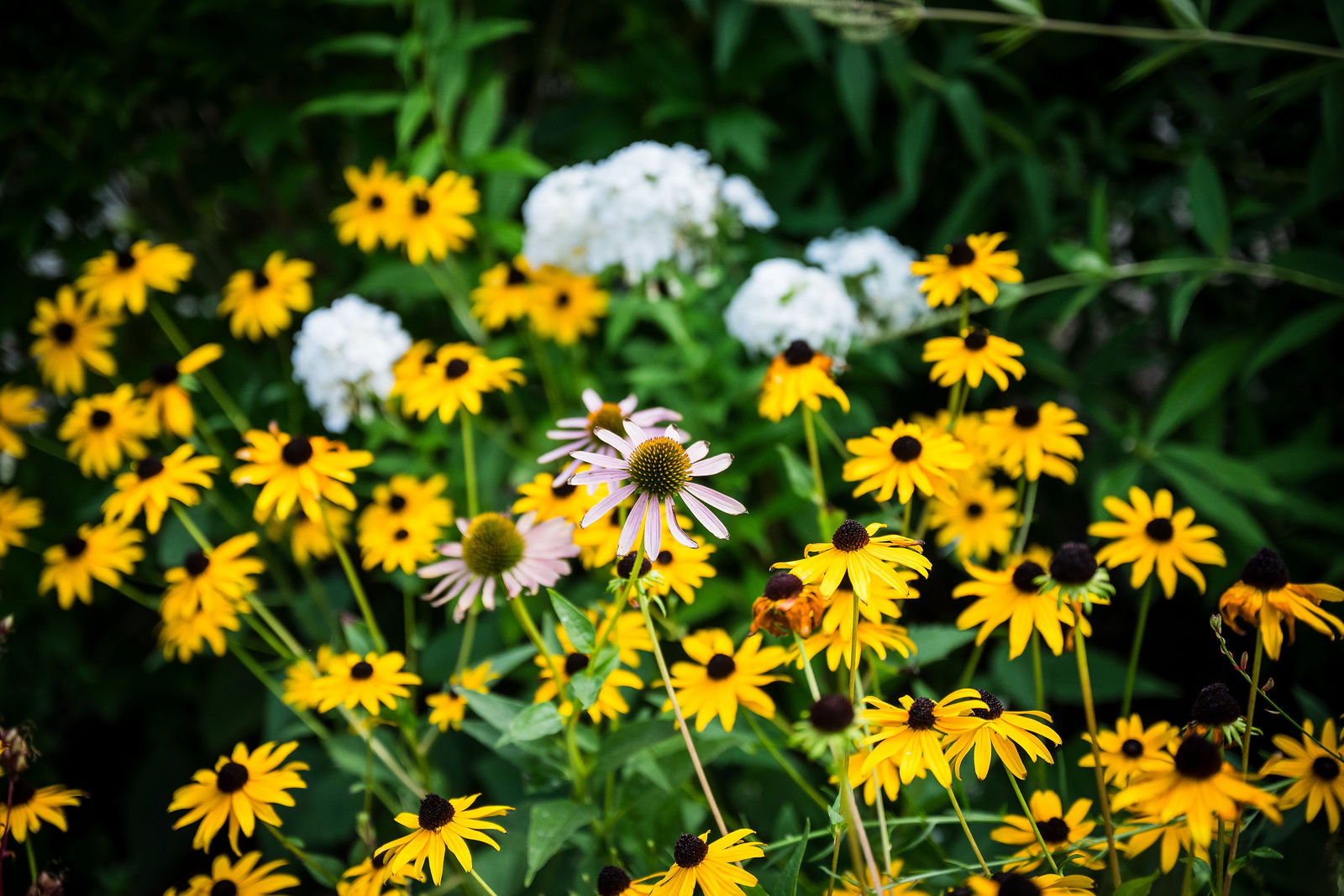 Yellow wildflowers at the ceremony site at Chatfield Farms